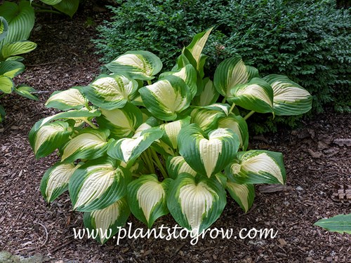 Hosta Summer Music